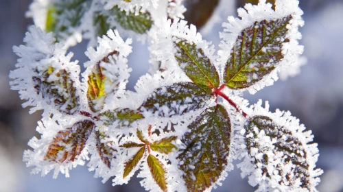 Giovedì 14 e Venerdì 15 Gennaio 2021, arrivano freddo e neve?